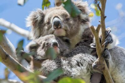 Oceans to Mountains Explorer: 3-Day Great Ocean Road Tour - Great Ocean Road Stops That Don’t Feel Like a Race