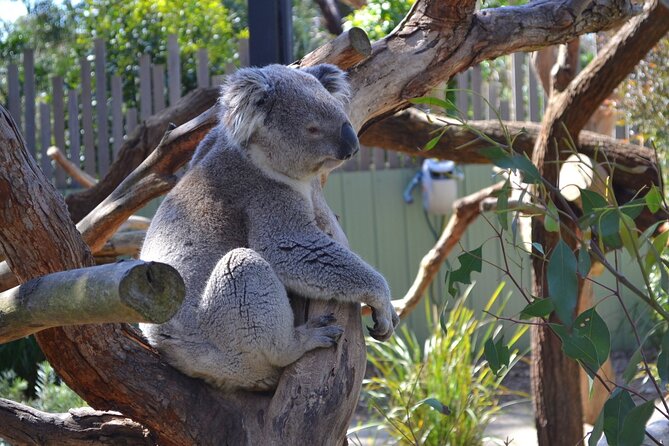 Peninsula Nature Tour - Chapmans Point: the short bushwalk finale and photo time