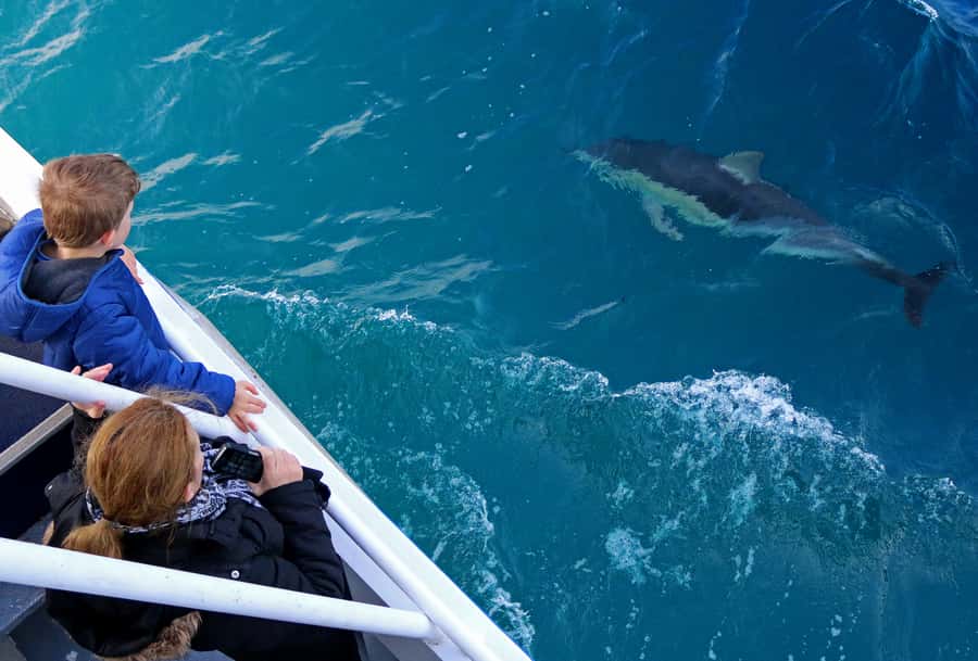 Philip Island: Dolphin and Whale Cruise - Who This Cruise Fits Best (And Who Might Want Another Option)