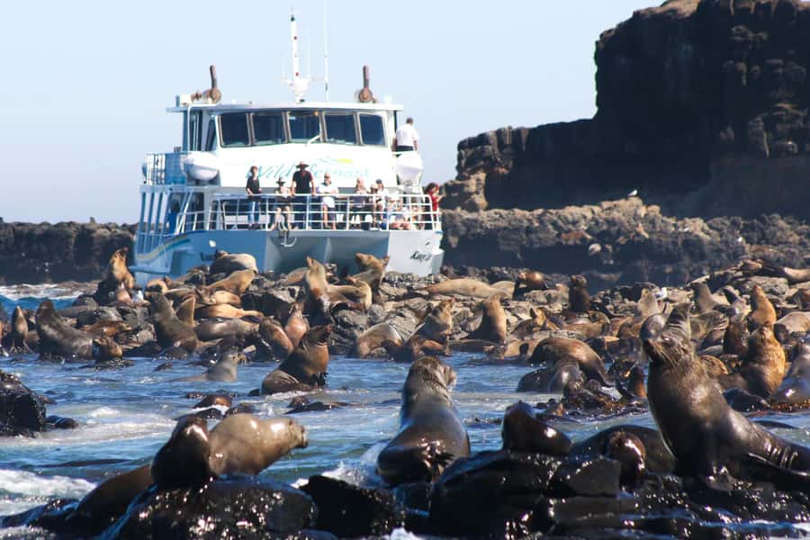 Philip Island: Seal Watching Cruise - Why Seal Rocks Feels Different From a Typical Wildlife Spotting Trip