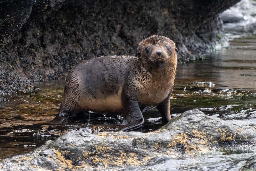 Philip Island: Seal Watching Cruise - Onboard Comfort: Tea, Cake, Warm Areas, and a Smooth Ride