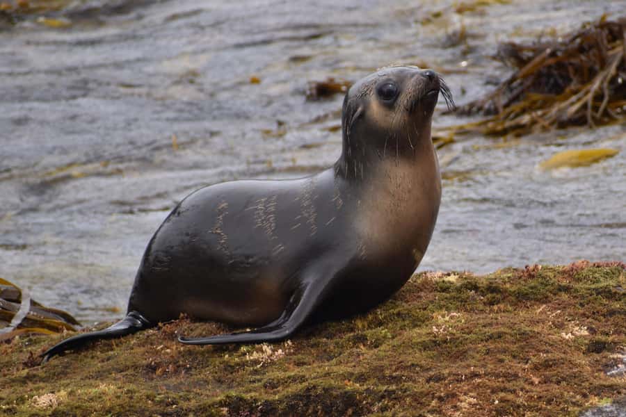 Philip Island: Seal Watching Cruise - Wildlife Beyond Seals: Dolphins, Penguins, and Seabirds
