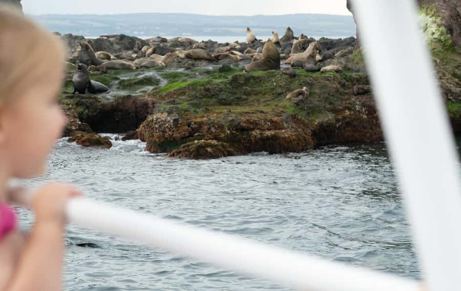 Philip Island: Seal Watching Cruise - Who This Tour Suits Best (and Who Might Want Another Option)
