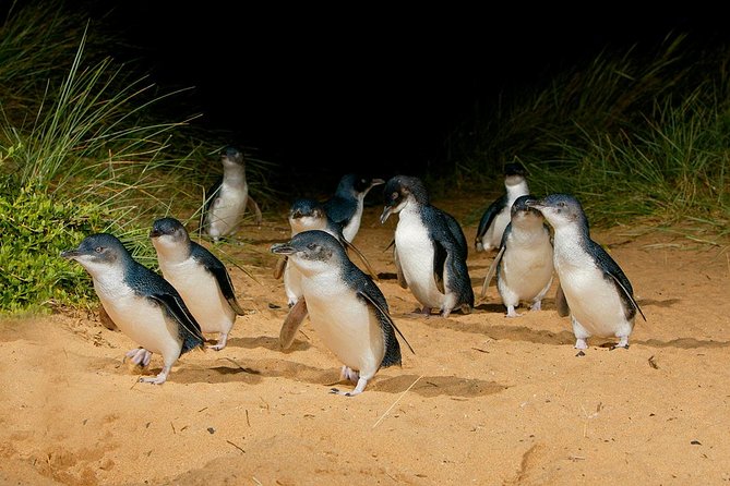 Phillip Island and French Island Wildlife Expedition - Koalas on French Island and penguins at sunset: what this day really is