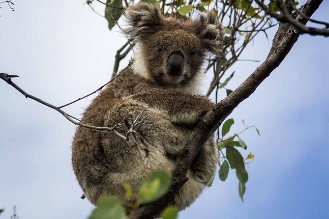 Phillip Island and French Island Wildlife Expedition - Price and value from Melbourne: why $164.25 can make sense