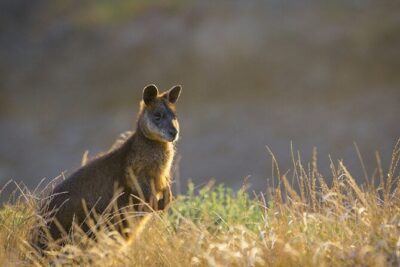 Phillip Island: Golden Hour Penguin Express Tour w/ Island Pickup - Nobbies Centre Golden Hour: boardwalk views and wildlife you can actually spot