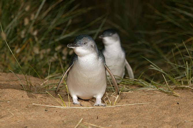 Phillip Island Penguin and Koala Highlights Day-Trip from Melbourne - The Nobbies Centre: rocky coast boardwalks and burrow-spotting