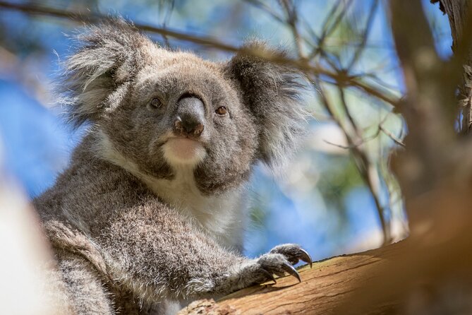 Phillip Island Penguin and Koala Highlights Day-Trip from Melbourne - Price and value: is $125.52 a smart way to do it?