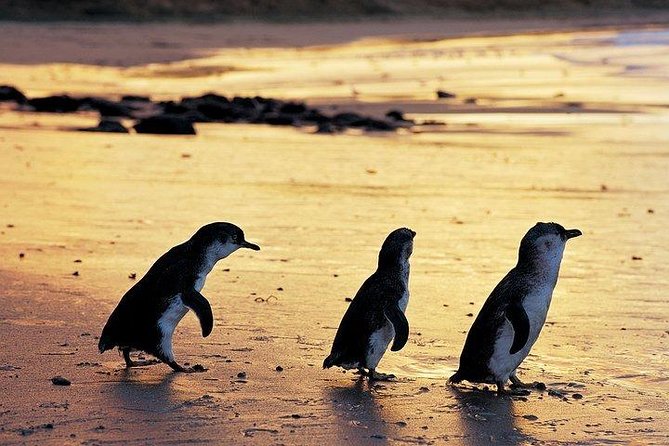 Phillip Island Penguin and wildlife Tour - Quick highlights to know