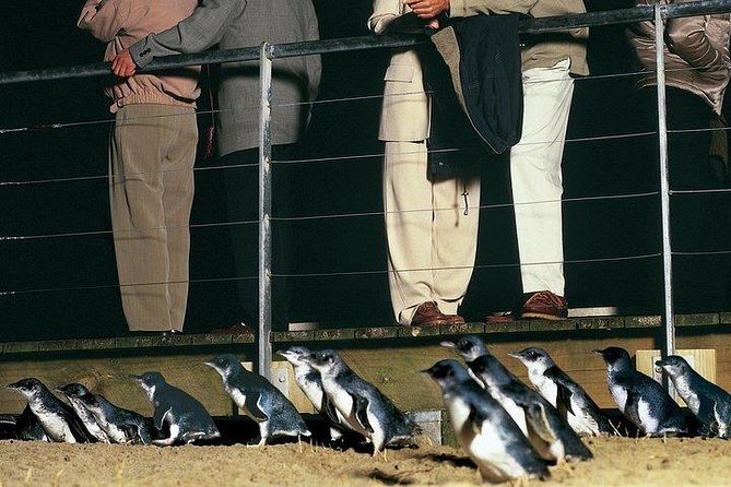 Phillip Island Penguin and wildlife Tour - The big picture: what this Phillip Island day actually gives you