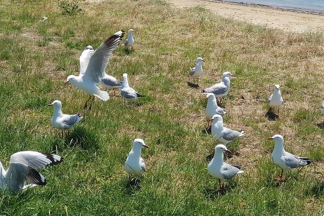 Phillip Island Penguin and wildlife Tour - Cowes village stop: a beach-side break (and a snack chance)
