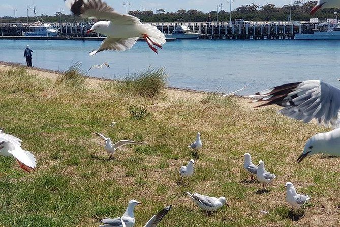 Phillip Island Penguin and wildlife Tour - Penguin Parade: the highlight, the wait, and how to be comfortable