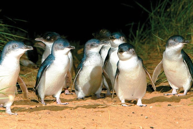 Phillip Island Penguin and wildlife Tour - Price and value: what $159.23 covers (and why it matters)