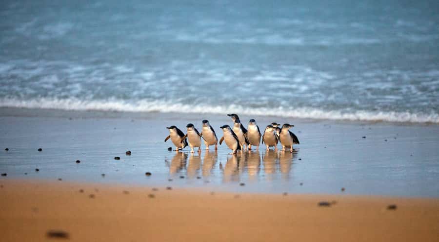 Phillip Island: Penguin Parade and Multi Attraction Pass - General Viewing at Penguin Parade: The Crowd Reality and How to Beat It