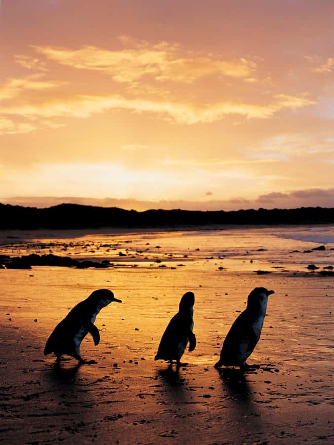 Phillip Island: Penguin Parade and Multi Attraction Pass - Managing Cold, Crowds, and Rules Without Ruining the Mood