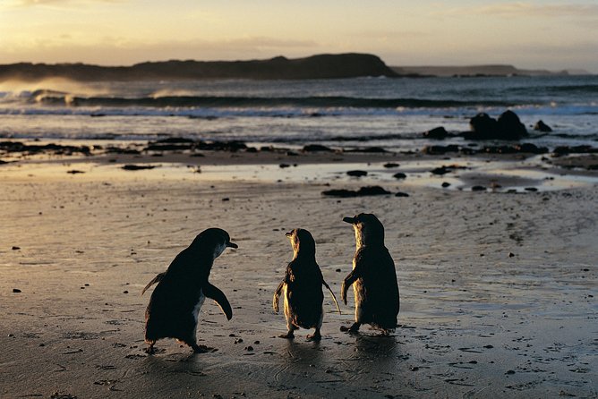 Phillip Island Penguin Parade Day Trip with Koalas from Melbourne - Why Phillip Island feels like a mini adventure from Melbourne