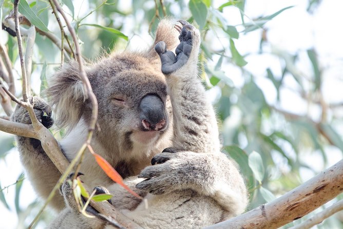 Phillip Island Penguin Parade Day Trip with Koalas from Melbourne - Cowes stop time: where your meal plan can save the day