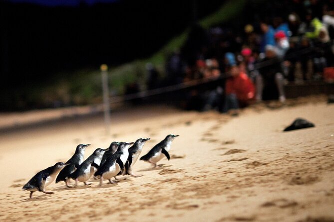 Phillip Island Penguin Parade, Wildlife and Beach Boxes Bus Tour - Why This Melbourne to Phillip Island Route Works