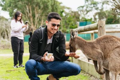 Phillip Island Penguin Parade with Expert Local Guide - Brighton Beach Bathing Boxes: the easy start you’ll actually enjoy