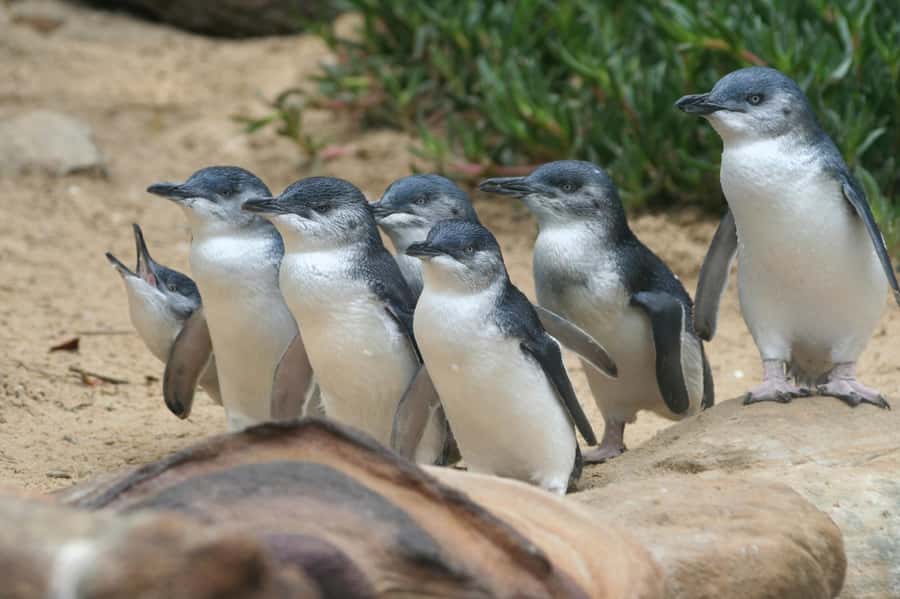 Phillip Island: Penguins and Wildlife Full-Day Tour - Summerland Peninsula and wallabies in the wild