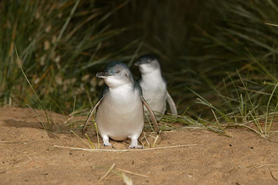 Phillip Island: Penguins and Wildlife Full-Day Tour - Woolamai Beach: a simple break that actually works