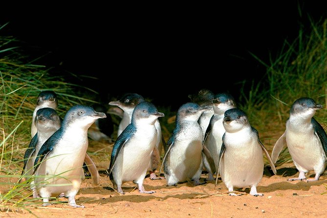 Phillip Island Penguins Private Adventure - Key highlights to look for