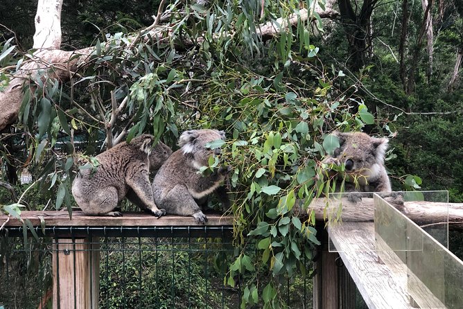 Phillip Island Penguins Private Adventure - Value for money: what you’re really paying for (and what you get)