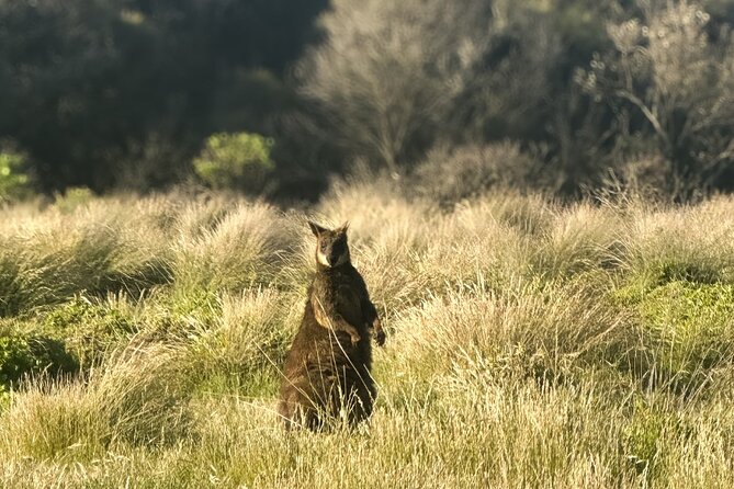 Phillip Island Penguins & Wildlife Day Tour from Melbourne - Key highlights you’ll feel on the day