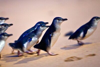 Phillip Island Penguins & Wildlife Day Tour from Melbourne - Getting from Melbourne to the island: long, but structured