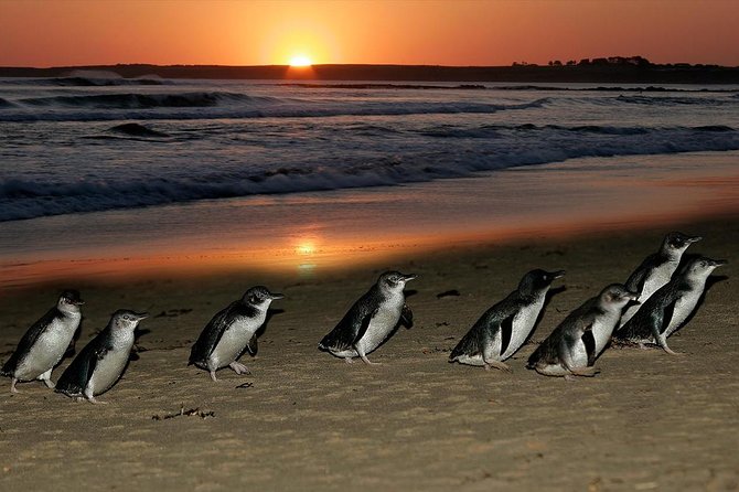 Phillip Island Penguins & Wildlife Day Tour from Melbourne - What you’re paying for: value beyond the $111.17 ticket