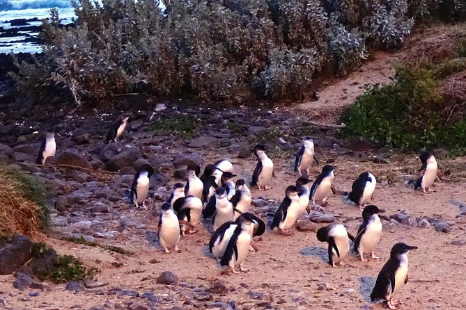 Phillip Island Private Experience - Quick Take: 5 Things I’d Prioritize