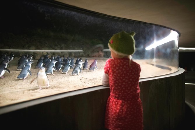 Phillip Island Private Experience - Penguin Parade: Picking the Right Ticket Type For Your Style