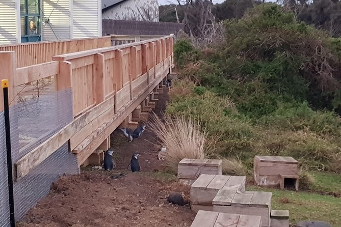 Phillip Island Private Experience - Koala Conservation Centre: Treetop Views And Close-Up Wildlife Energy