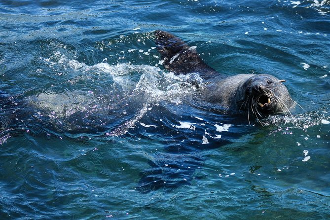 Phillip Island Seal-Watching Cruise - Value: is $82.48 worth it for a 2-hour seal cruise?