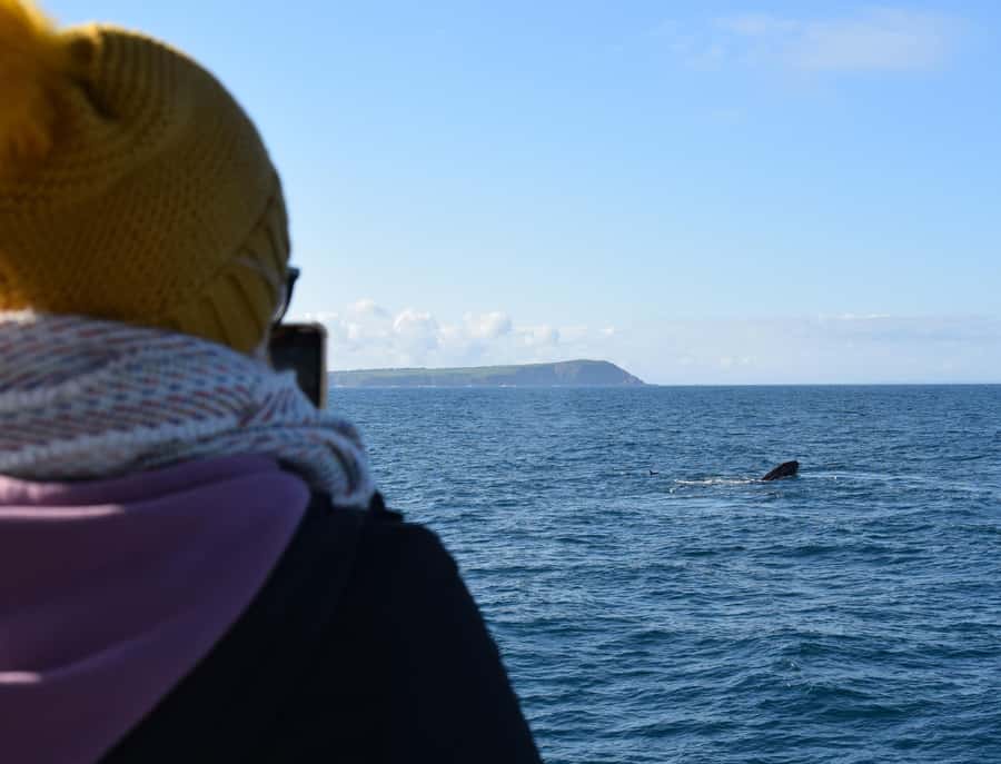Phillip Island: Whale Watching Boat Tour - Key Things That Make This Cruise Worth Your Time