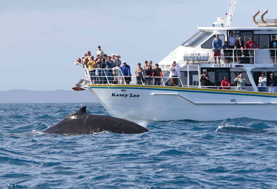 Phillip Island: Whale Watching Boat Tour - From Rhyll Out to Whale Territory: How the 4 Hours Actually Plays