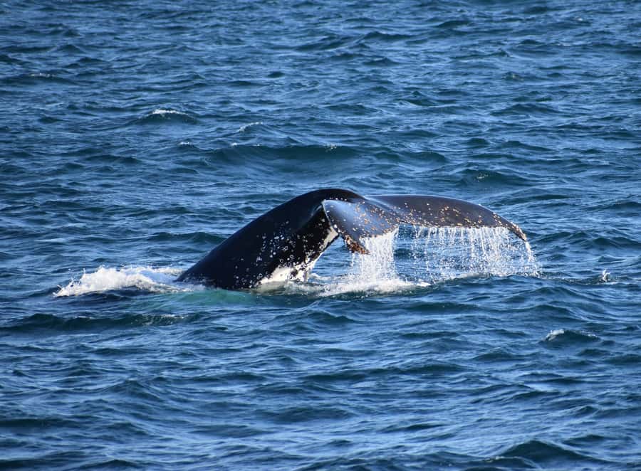 Phillip Island: Whale Watching Boat Tour - Whale Watching: What You’re Looking For (Beyond Just Spotting a Fin)