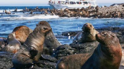 Phillip Island: Whale Watching Boat Tour - What I’d Pay for: Morning Tea, Cake, and the Comfort Factor