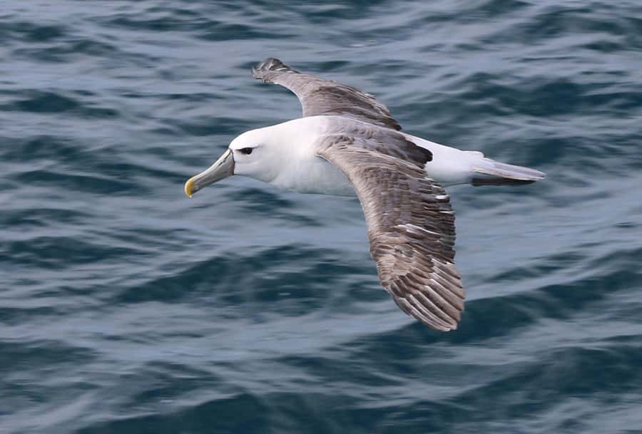 Phillip Island: Whale Watching Boat Tour - Dolphins in the Wake: The Easy Win That Keeps the Trip Fun
