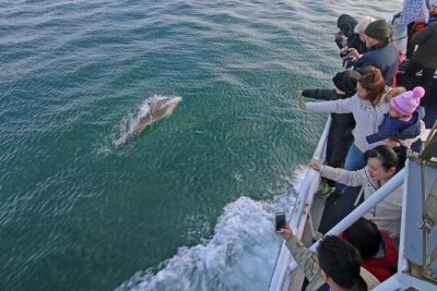 Phillip Island Whale Watching Tour - Seal Rock: The Stop Where Fur Seals Steal the Show