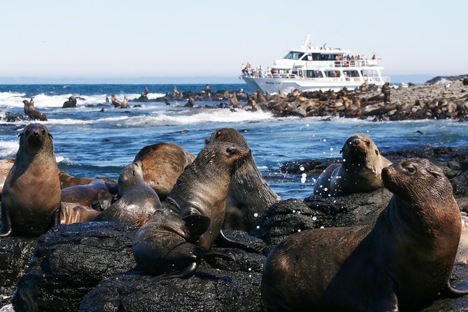 Phillip Island Whale Watching Tour - Food and Comfort: Morning Tea Keeps the Early Start Manageable
