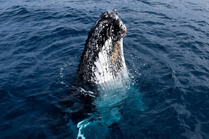 Phillip Island Whale Watching Tour - Price and Value: Is $125.52 a Good Use of Your Time?