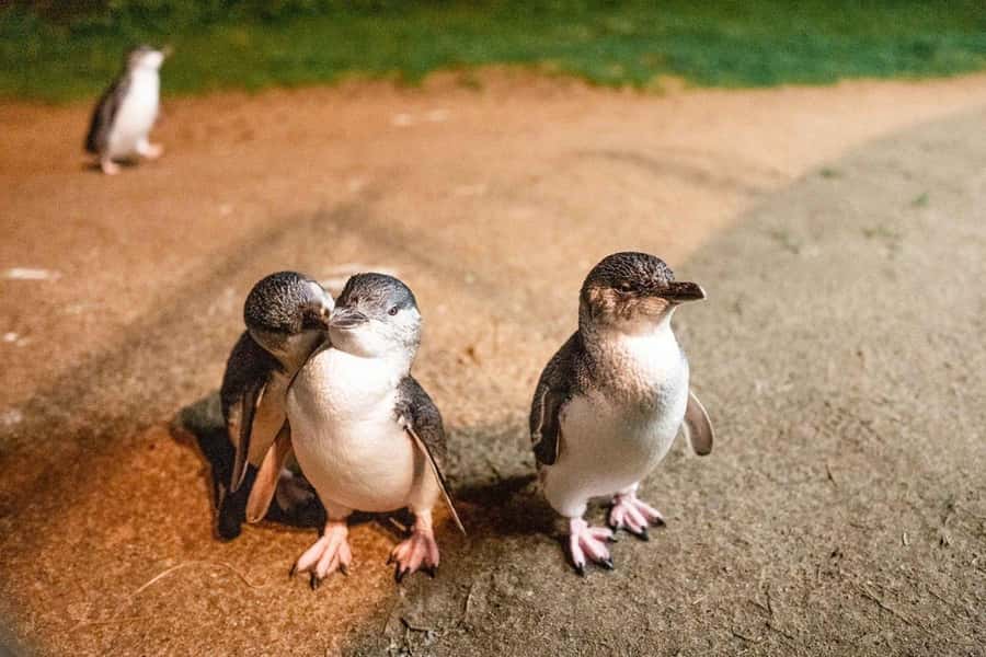 Phillip Island: Wine, Wildlife & Penguins with Gourmet Feast - Cowes: A Short Window for the Beach Town Break