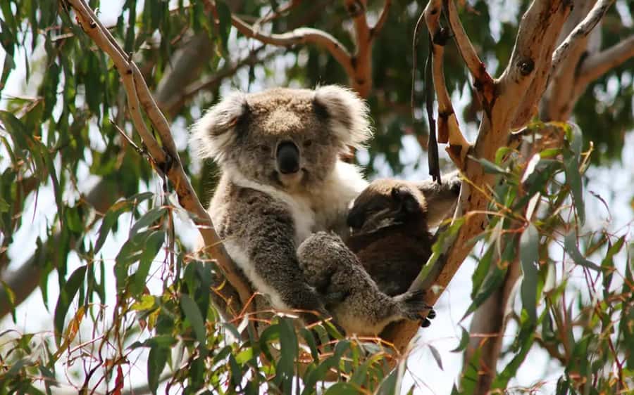 Phillip Island: Wine, Wildlife & Penguins with Gourmet Feast - Value Check: Does $116 Hold Up for a 6-Hour Tour?
