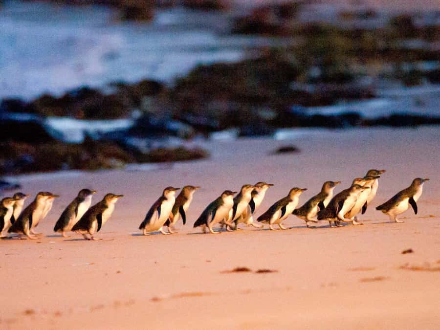 Phillip Island: Wine, Wildlife & Penguins with Gourmet Feast - Premium Midi Coach Comfort (and Why It Matters)