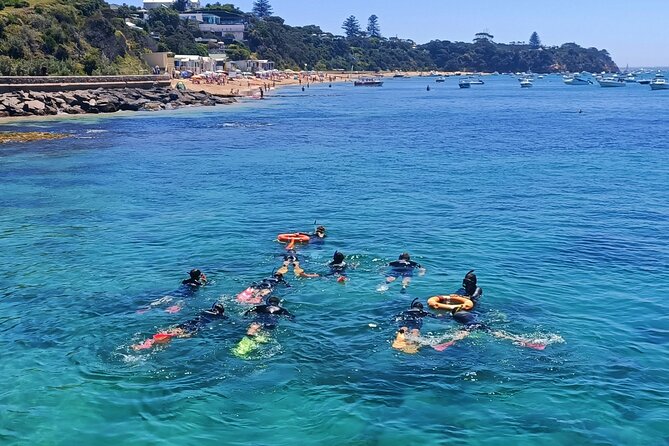 Port Phillip Bay Snorkeling with Sea Dragons - Key highlights that make this snorkel work