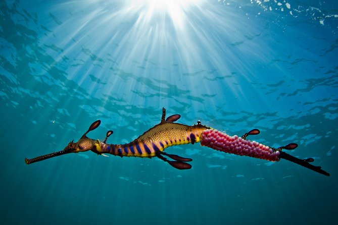 Port Phillip Bay Snorkeling with Sea Dragons - The 2-hour guided flow: what you’ll do before you even reach the water