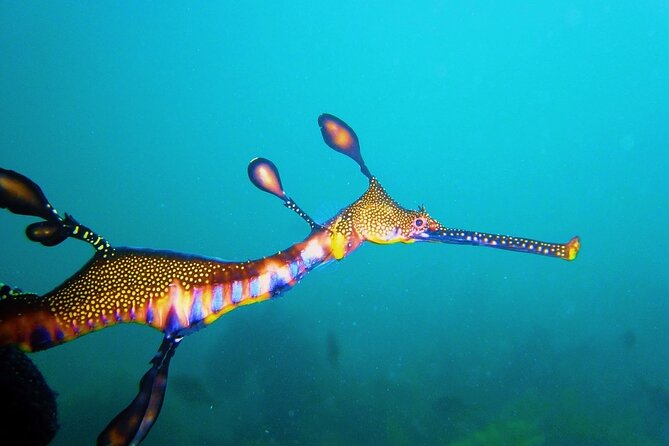 Port Phillip Bay Snorkeling with Sea Dragons - Morning or afternoon departure: how to choose your best slot