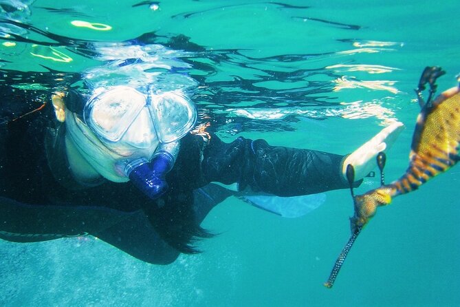 Port Phillip Bay Snorkeling with Sea Dragons - Who should book this snorkeling with sea dragons?