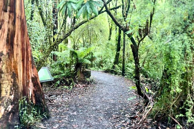 Premium Small Group Great Ocean Road & Wildlife with Lunch - Great Otway National Park and Koala Spotting in 10 Minutes